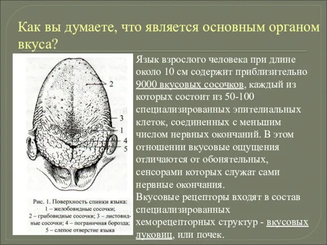 Как вы думаете, что является основным органом вкуса? Язык взрослого человека при