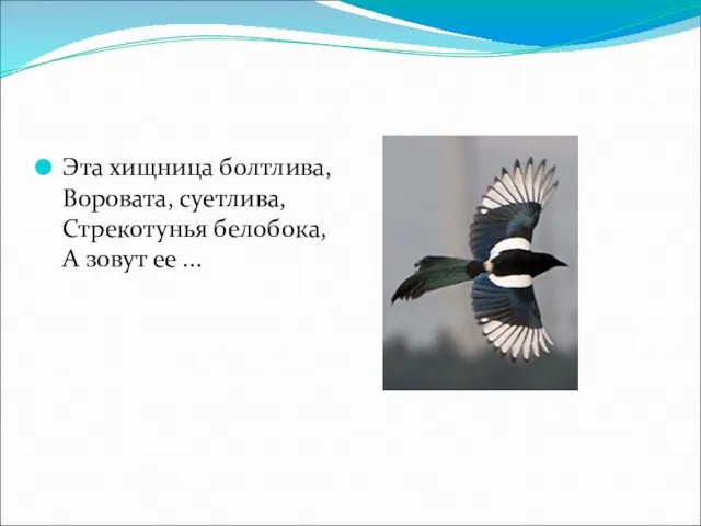 Эта хищница болтлива, Воровата, суетлива, Стрекотунья белобока, А зовут ее ...