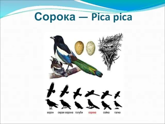 Сорока — Pica pica