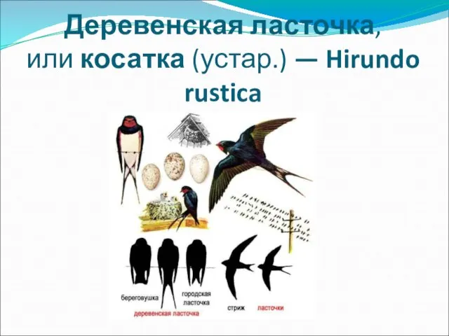 Деревенская ласточка, или косатка (устар.) — Hirundo rustica