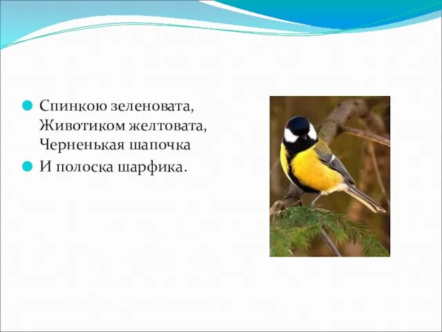 Спинкою зеленовата, Животиком желтовата, Черненькая шапочка И полоска шарфика.