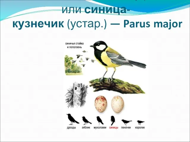 Большая синица, или синица-кузнечик (устар.) — Parus major