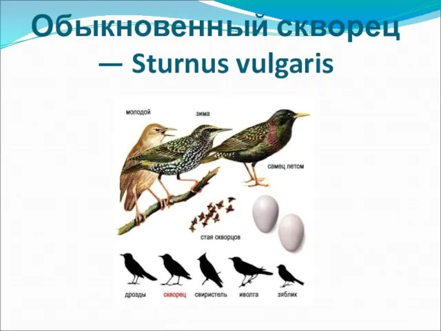 Обыкновенный скворец — Sturnus vulgaris