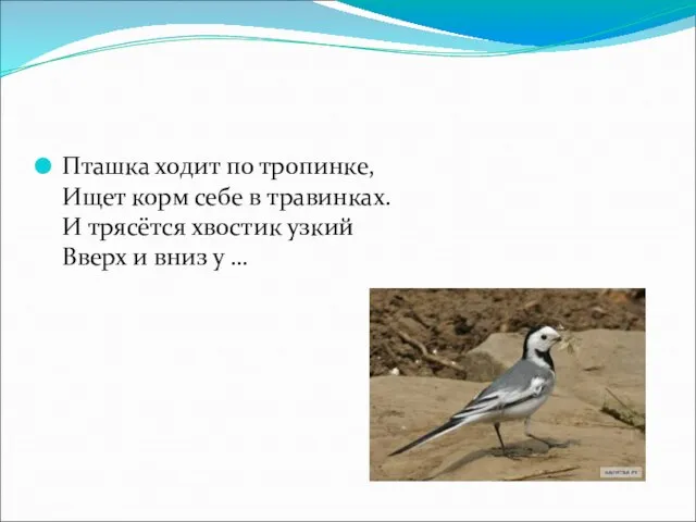 Пташка ходит по тропинке, Ищет корм себе в травинках. И трясётся хвостик