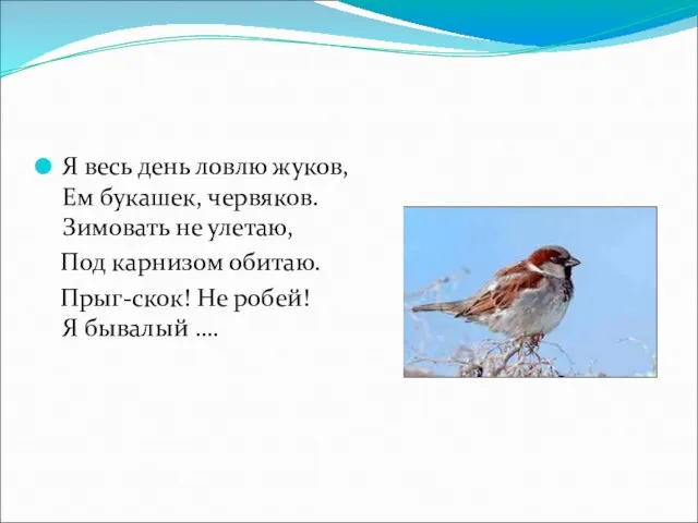 Я весь день ловлю жуков, Ем букашек, червяков. Зимовать не улетаю, Под