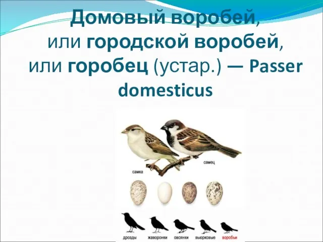 Домовый воробей, или городской воробей, или горобец (устар.) — Passer domesticus