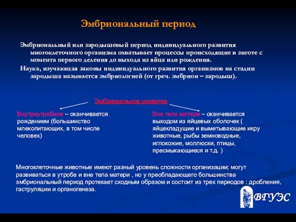 Эмбриональный или зародышевый период индивидуального развития многоклеточного организма охватывает процессы происходящие в