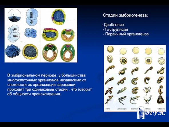 Стадии эмбриогенеза: Дробление - Гаструляция - Первичный органогенез В эмбриональном периоде .у