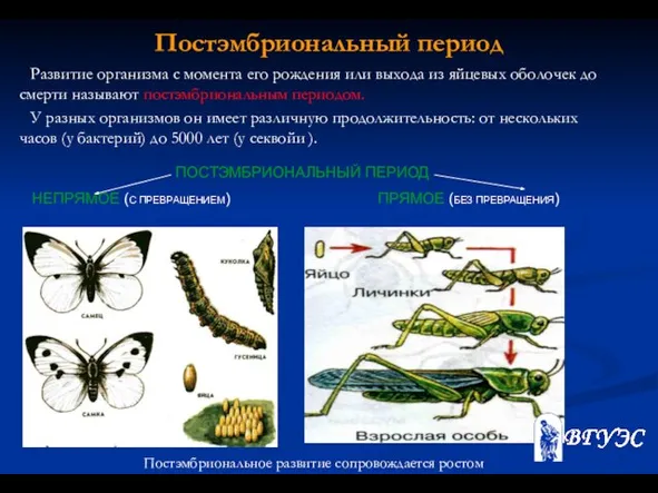 Постэмбриональный период Развитие организма с момента его рождения или выхода из яйцевых