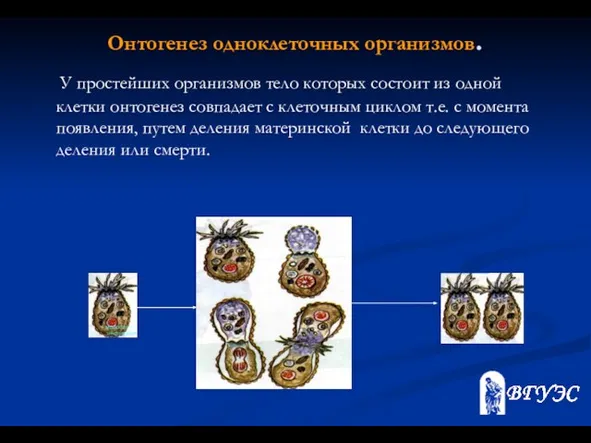 Онтогенез одноклеточных организмов. У простейших организмов тело которых состоит из одной клетки