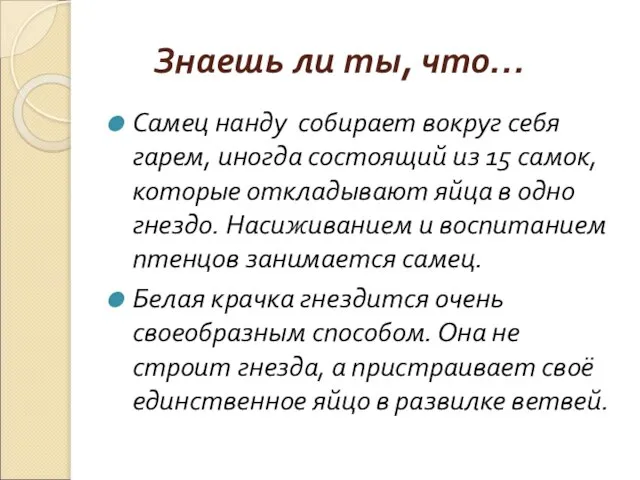 Знаешь ли ты, что… Самец нанду собирает вокруг себя гарем, иногда состоящий