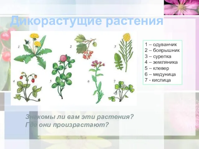 Дикорастущие растения 1 – одуванчик 2 – боярышник 3 – сурепка 4