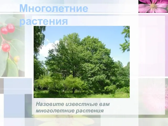 Многолетние растения Назовите известные вам многолетние растения