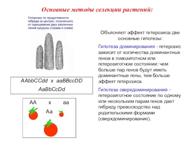 AAbbCCdd x aaBBccDD AaBbCcDd Объясняют эффект гетерозиса две основные гипотезы: Гипотеза доминирования