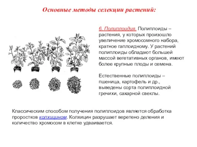 6. Полиплоидия. Полиплоиды – растения, у которых произошло увеличение хромосомного набора, кратное