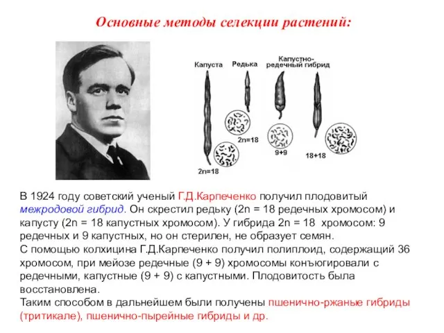 В 1924 году советский ученый Г.Д.Карпеченко получил плодовитый межродовой гибрид. Он скрестил