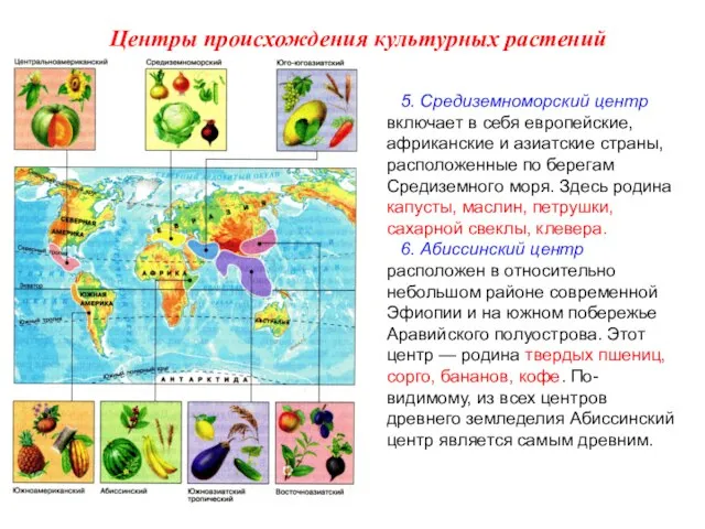 5. Средиземноморский центр включает в себя европейские, африканские и азиатские страны, расположенные