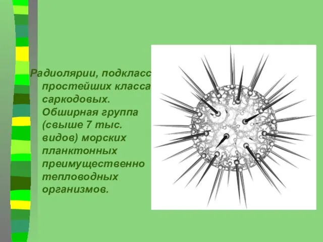 Радиолярии, подкласс простейших класса саркодовых. Обширная группа (свыше 7 тыс. видов) морских планктонных преимущественно тепловодных организмов.