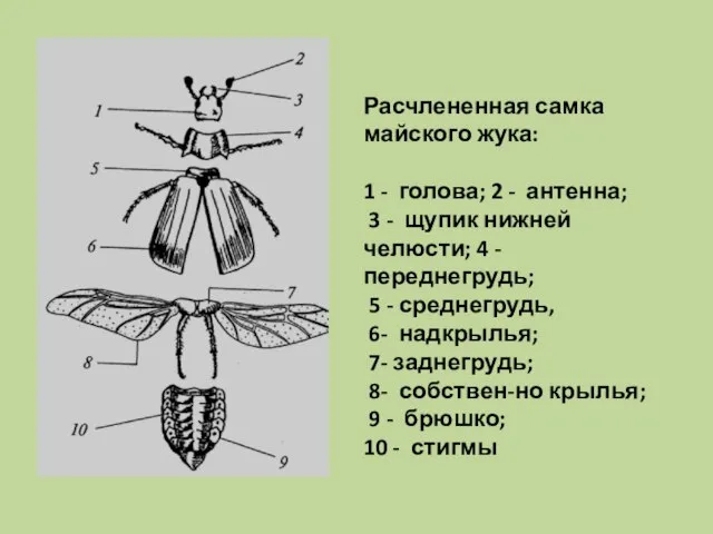 Расчлененная самка майского жука: 1 - голова; 2 - антенна; 3 -