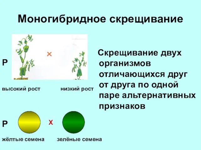 Моногибридное скрещивание Скрещивание двух организмов отличающихся друг от друга по одной паре