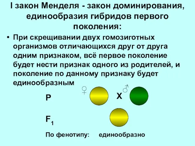 I закон Менделя - закон доминирования, единообразия гибридов первого поколения: При скрещивании