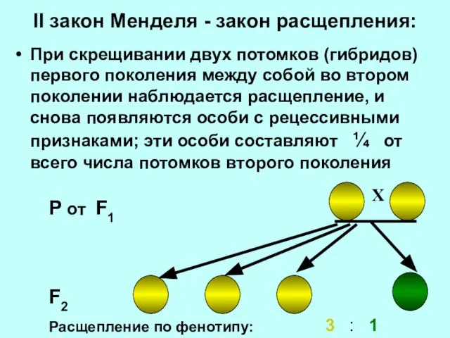 II закон Менделя - закон расщепления: При скрещивании двух потомков (гибридов) первого