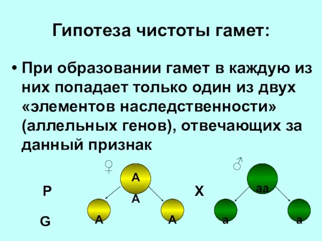 Гипотеза чистоты гамет: При образовании гамет в каждую из них попадает только