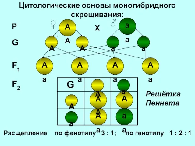 Цитологические основы моногибридного скрещивания: Аа Аа А Аа Аа Аа Аа АА