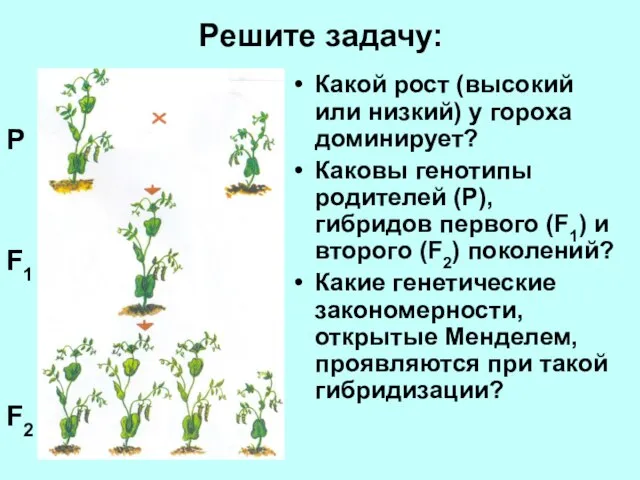 Решите задачу: Какой рост (высокий или низкий) у гороха доминирует? Каковы генотипы