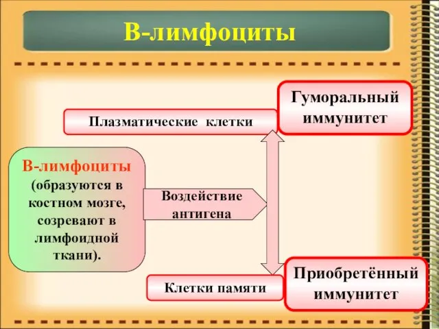 В-лимфоциты В-лимфоциты (образуются в костном мозге, созревают в лимфоидной ткани). Воздействие антигена