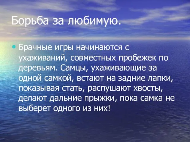 Борьба за любимую. Брачные игры начинаются с ухаживаний, совместных пробежек по деревьям.