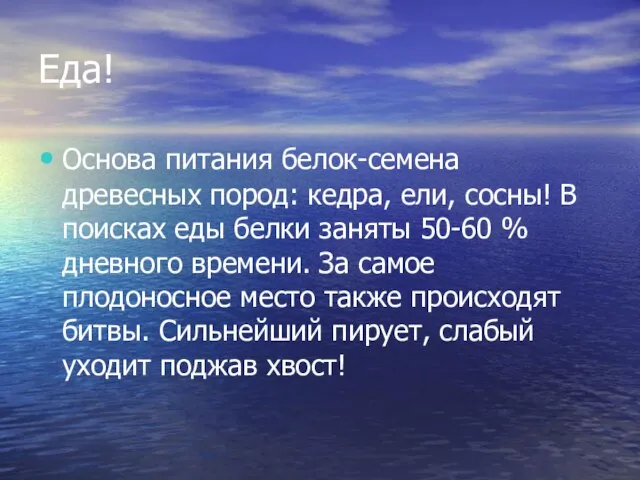 Еда! Основа питания белок-семена древесных пород: кедра, ели, сосны! В поисках еды