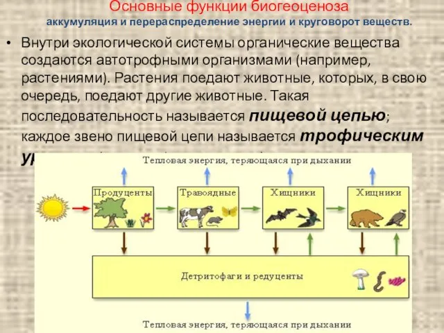 Основные функции биогеоценоза аккумуляция и перераспределение энергии и круговорот веществ. Внутри экологической