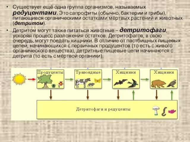 Существует ещё одна группа организмов, называемых редуцентами. Это сапрофиты (обычно, бактерии и