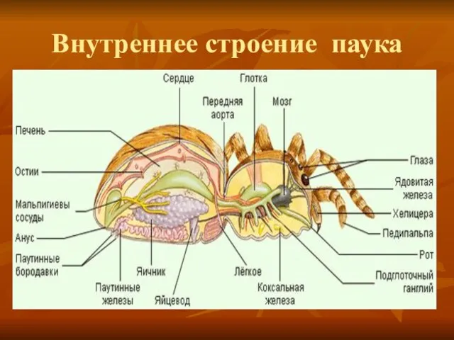 Внутреннее строение паука