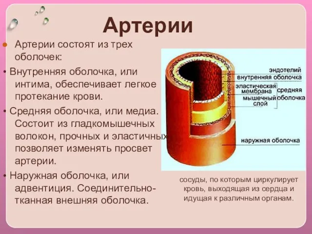 Артерии Артерии coстоят из трех оболочек: • Внутренняя оболочка, или интима, обеспечивает