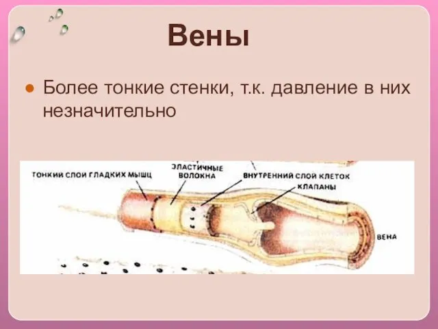 Вены Более тонкие стенки, т.к. давление в них незначительно