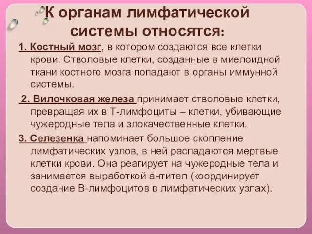 К органам лимфатической системы относятся: 1. Костный мозг, в котором создаются все