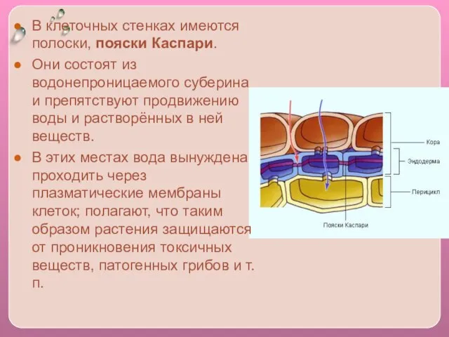 В клеточных стенках имеются полоски, пояски Каспари. Они состоят из водонепроницаемого суберина