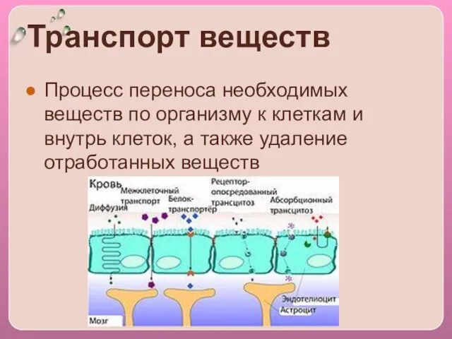 Транспорт веществ Процесс переноса необходимых веществ по организму к клеткам и внутрь