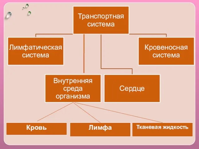 Кровь Лимфа Тканевая жидкость