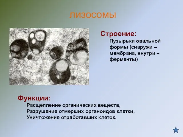 Строение: Пузырьки овальной формы (снаружи – мембрана, внутри – ферменты) Функции: Расщепление