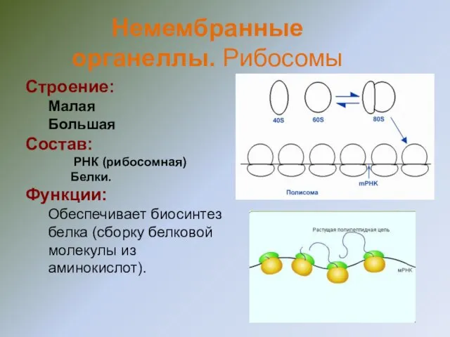 Строение: Малая Большая Состав: РНК (рибосомная) Белки. Функции: Обеспечивает биосинтез белка (сборку