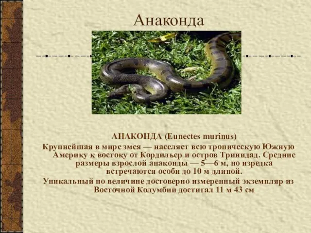 Анаконда АНАКОНДА (Eunectes murinus) Крупнейшая в мире змея — населяет всю тропическую