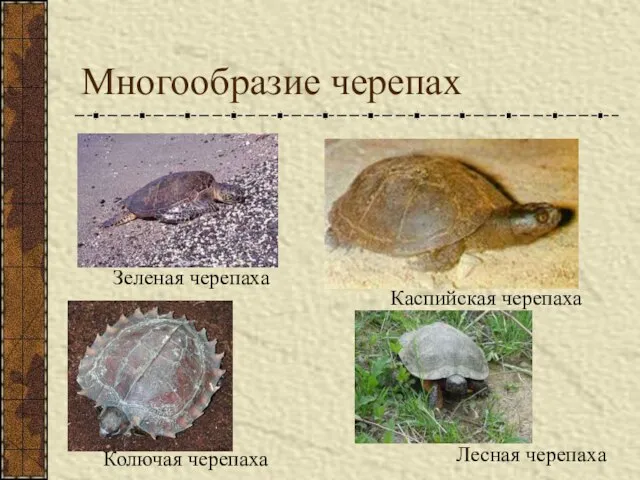 Многообразие черепах Зеленая черепаха Каспийская черепаха Колючая черепаха Лесная черепаха