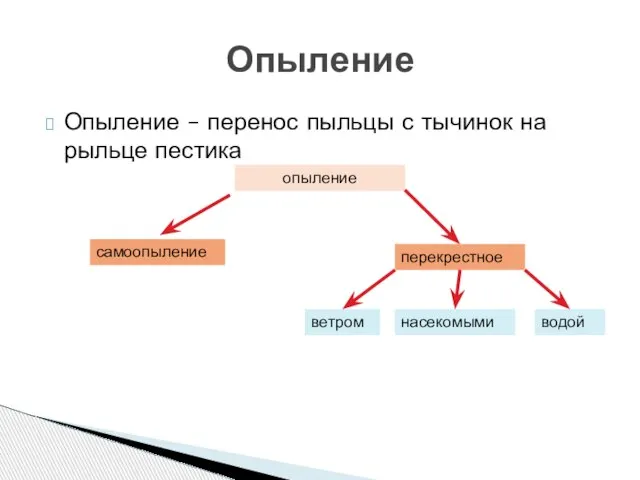 Опыление – перенос пыльцы с тычинок на рыльце пестика Опыление опыление самоопыление перекрестное ветром насекомыми водой