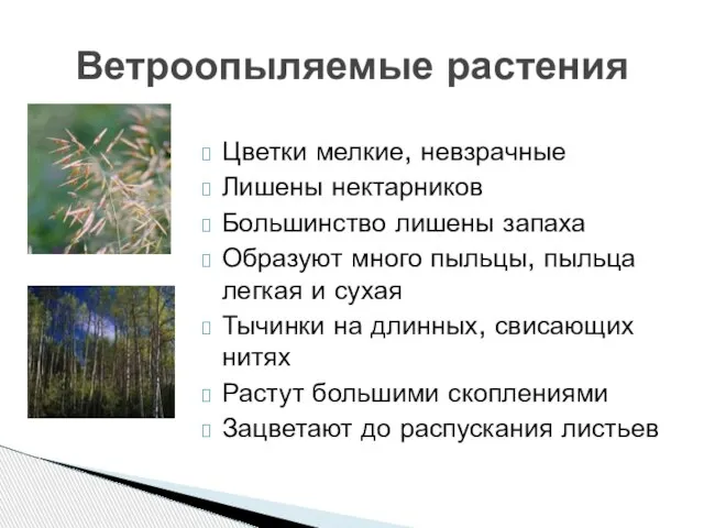 Цветки мелкие, невзрачные Лишены нектарников Большинство лишены запаха Образуют много пыльцы, пыльца