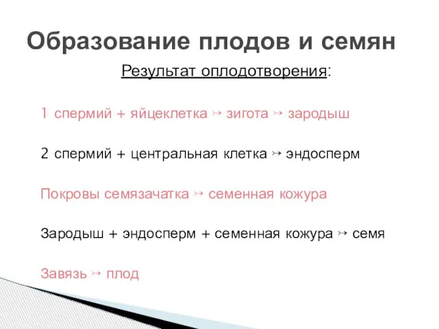 Результат оплодотворения: 1 спермий + яйцеклетка ↣ зигота ↣ зародыш 2 спермий