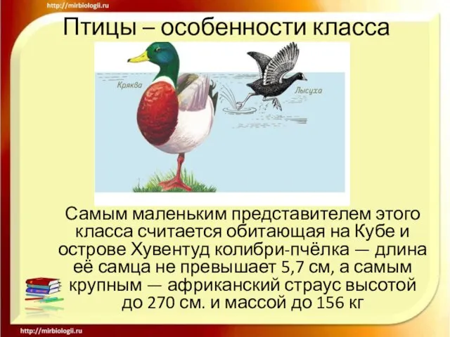 Птицы – особенности класса Самым маленьким представителем этого класса считается обитающая на