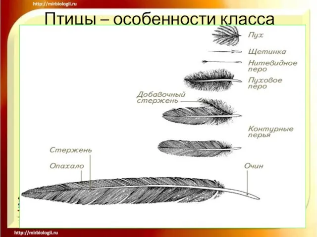 Птицы – особенности класса